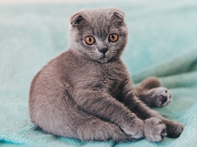 Маленький котенок британец  сидит на покрывале 