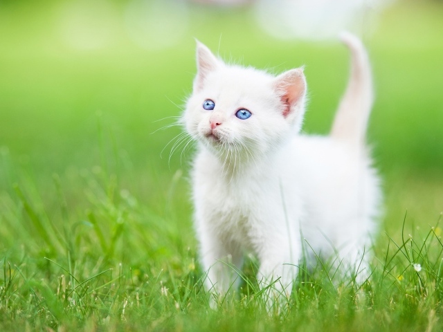 Маленький голубоглазый белый котенок на зеленой траве