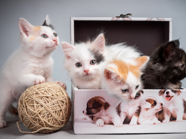 Маленькие милые котята играют в шкатулке