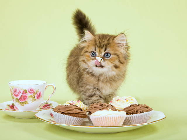 Милый котенок ест пирожное с кремом