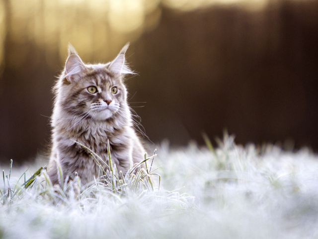 Рыжий кот породы Мейн-кун сидит в покрытой инеем траве