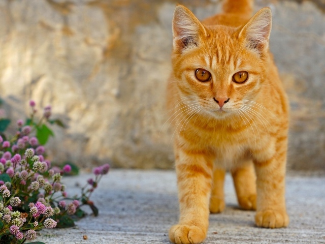 Рыжий кот с красивыми рыжими глазами 