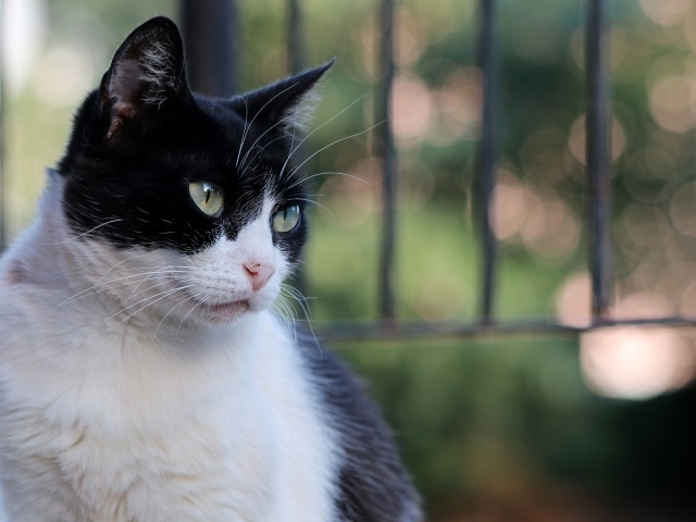 Серьезный взгляд красивого зеленоглазого черно-белого кота