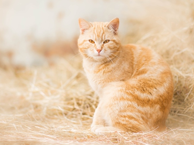 Серьезный взгляд красивого рыжего кота