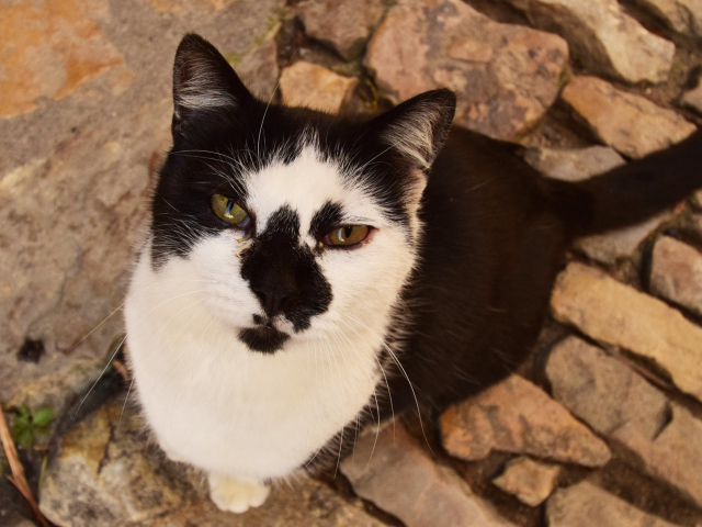 Серьезный взгляд черно белого кота