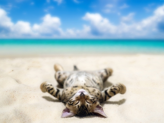Полосатый котенок загорает на морском пляже