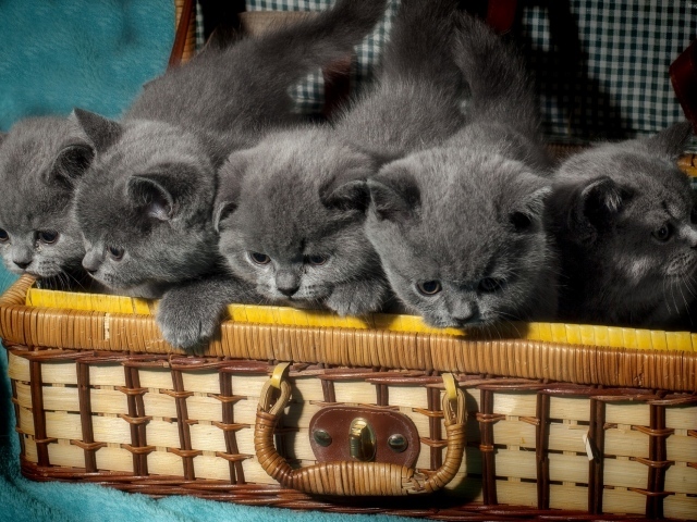 Чемодан с милыми маленькими британскими котятами