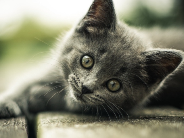 Взгляд маленького серого котенка 