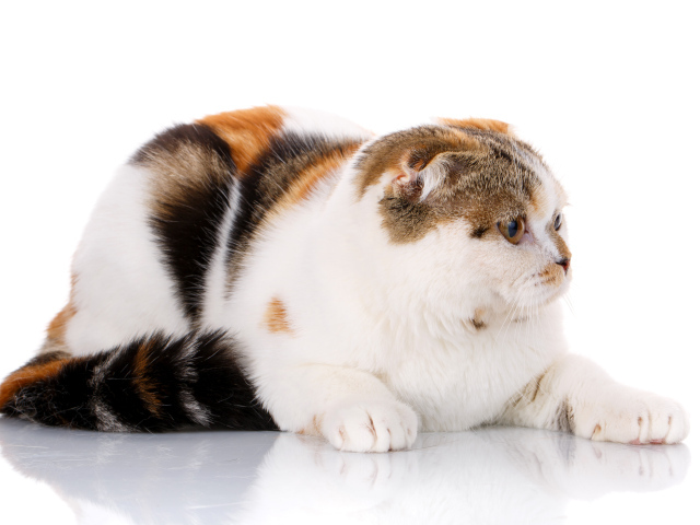 Трехцветная кошка породы Скоттиш-фолд на белом фоне