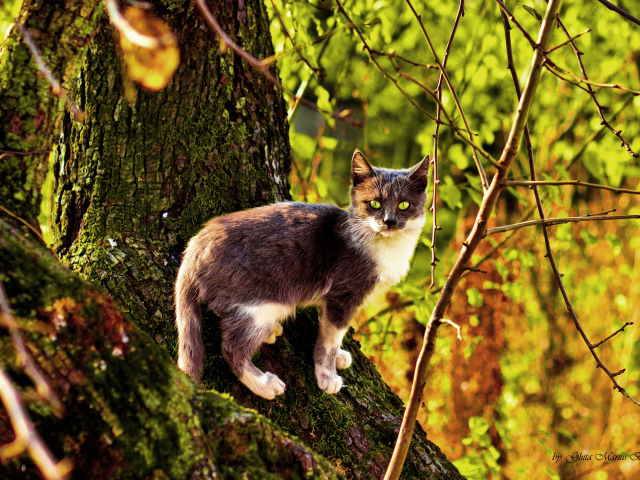 Трехцветная кошка на дереве осенью