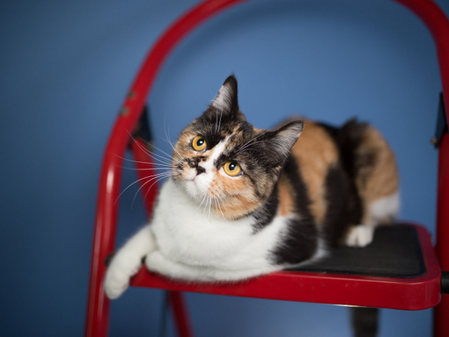 Трехцветная забавная кошка сидит на красном стуле