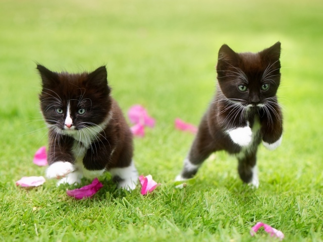 Два черно-белых котенка прыгают по зеленой траве