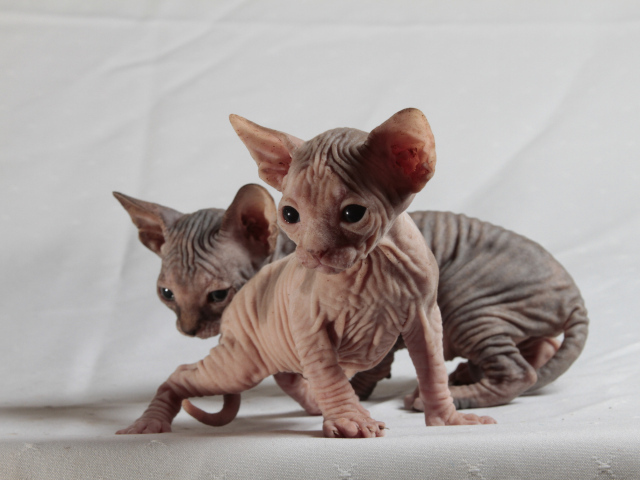 Два милых котенка породы сфинкс на сером фоне