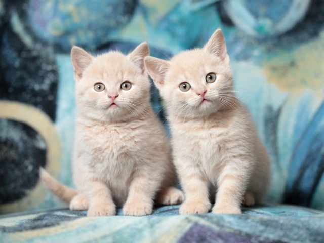 Два милых маленьких рыжих котенка 