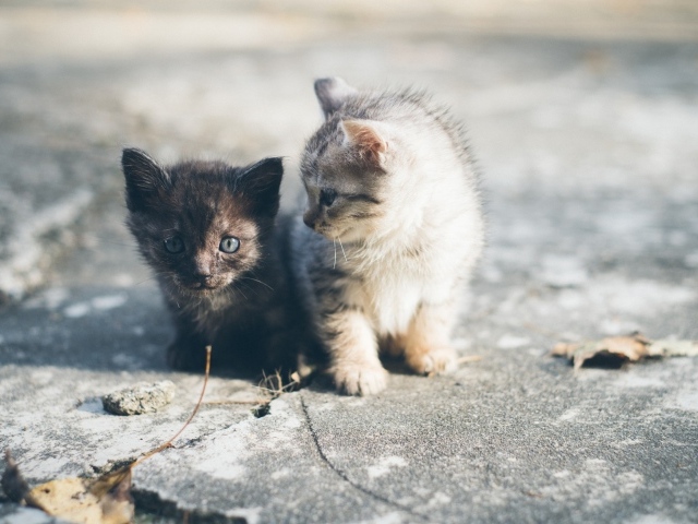 Два маленьких милых котенка сидят на дороге