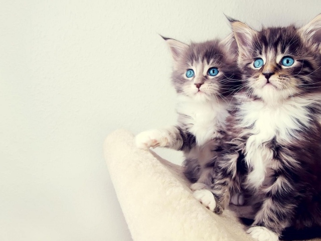 Два маленьких голубоглазых котенка 