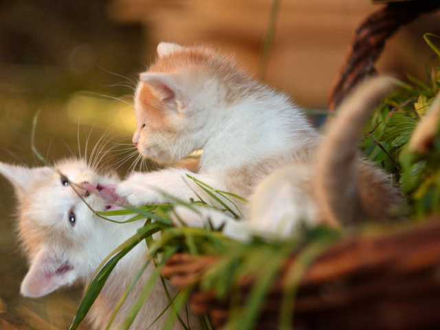 Два маленьких котенка играют 