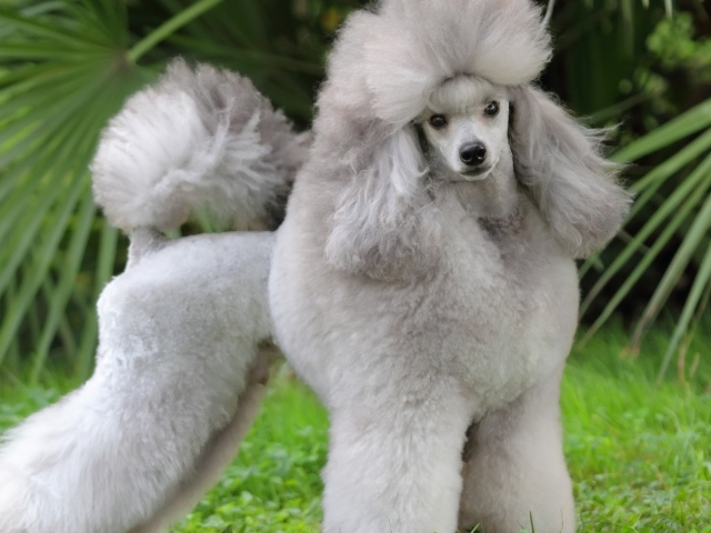 Красивый пушистый серый пудель позирует