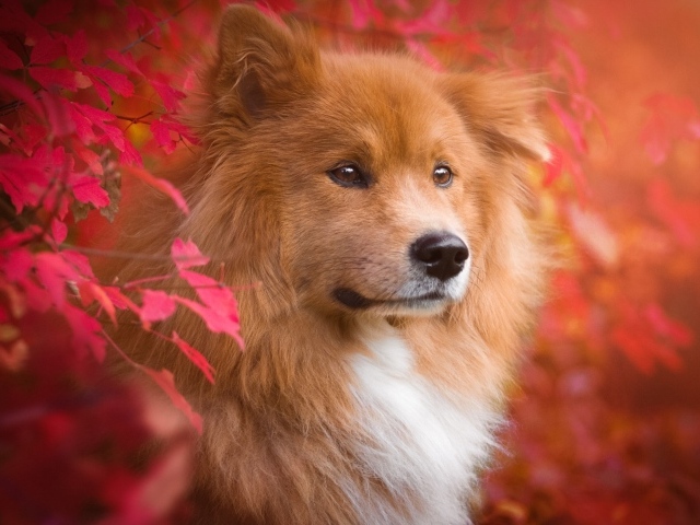 Большая рыжая собака с грустной мордой