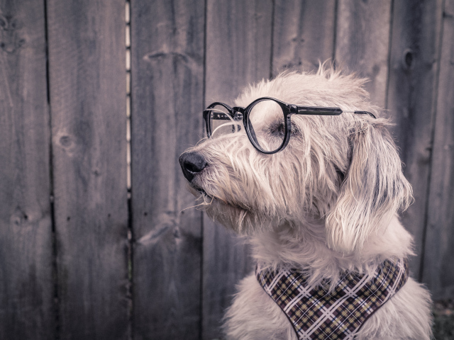 Умный пес сидит у забора в очках и платком на шее