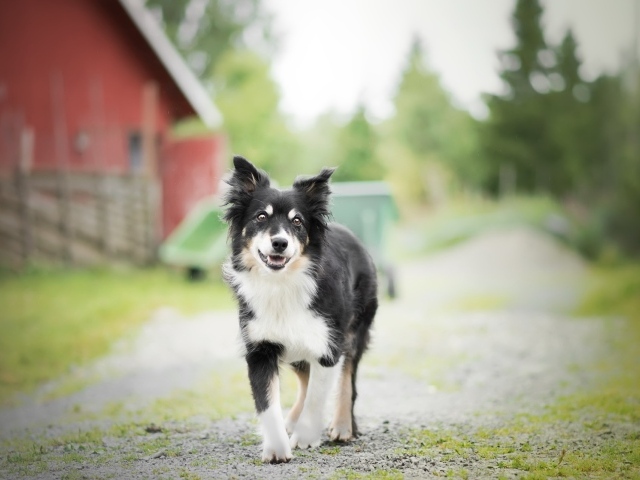 Собака породы бордер колли стоит на дороге