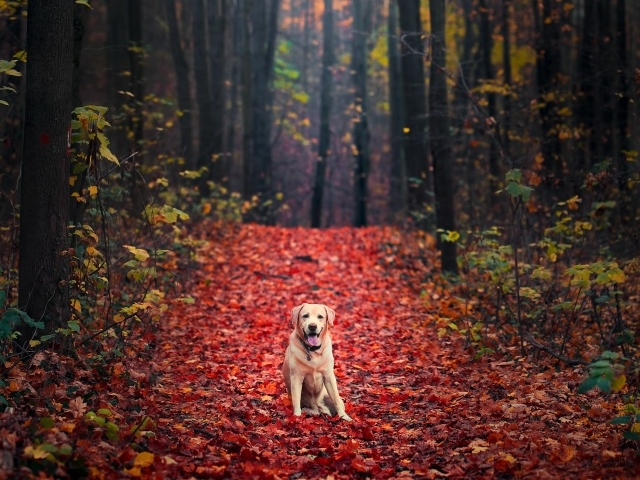 Собака породы золотистый ретривер сидит на желтой листве в лесу осенью