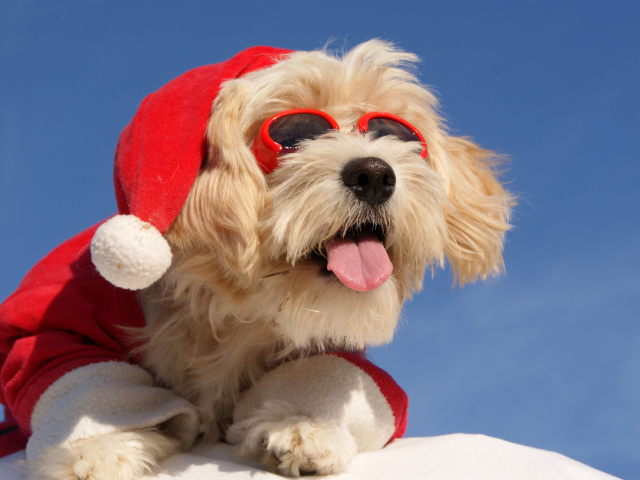 Собака в костюме Санты с высунутым языком в солнечных очках