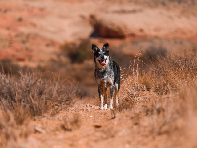 Собака с высунутым языком стоит на дороге с сухой травой