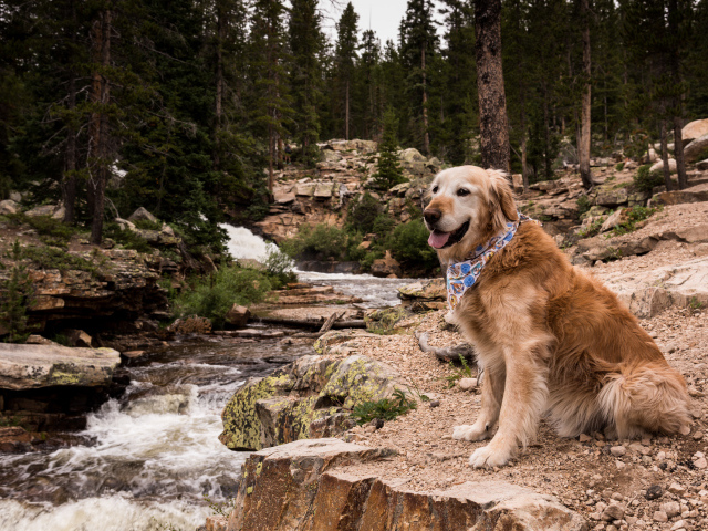 Золотистый ретривер с платком на шее сидит у ручья