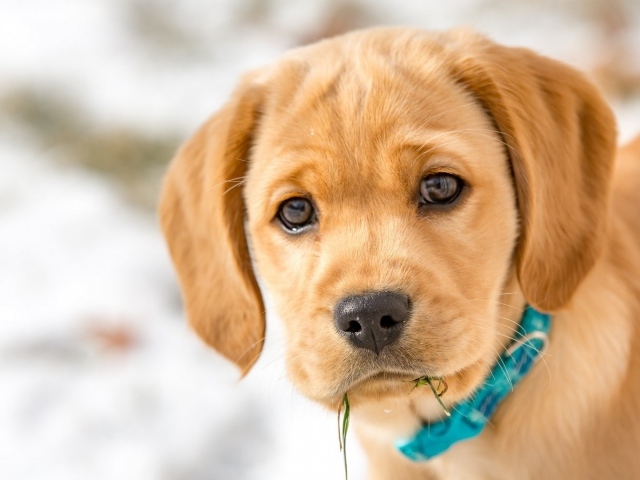 Маленький грустный щенок в голубом ошейнике