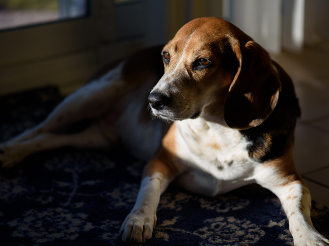 Грустный бигль лежит в лучах солнца