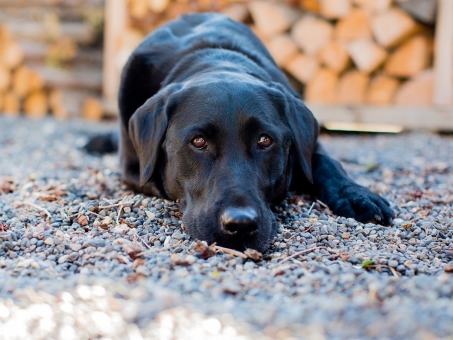 Грустный черный лабрадор лежит на мелких камнях