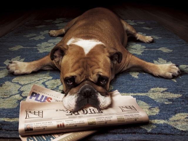 Грустный бульдог лежит на газетах
