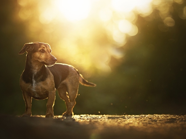Грустная такса стоит на дороге на закате солнца