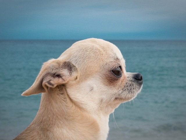Грустный взгляд чихуахуа на фоне моря