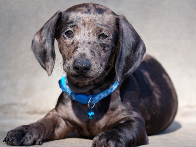 Грустный щенок таксы с голубым ошейником 