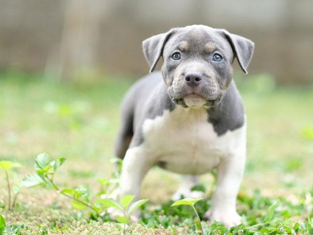 Маленький голубоглазый щенок английского стаффордширского  бультерьера