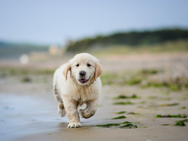 Маленький щенок золотистого ретривера бежит по мокрому песку