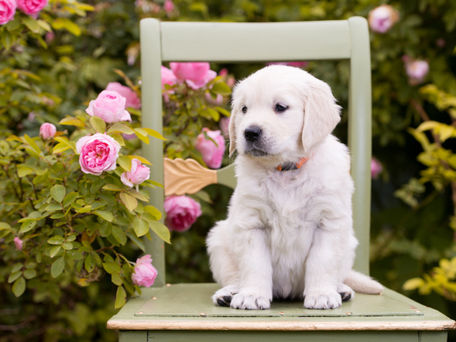 Маленький щенок золотистого ретривера сидит на стуле