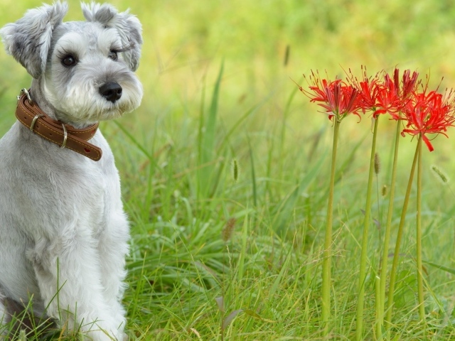 Маленький щенок шнауцера сидит рядом с красными цветами