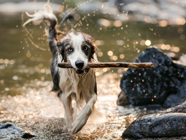 Мокрая собака бежит с палкой в зубах по воде