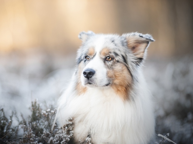 Австралийская Овчарка с серьезной мордой лежит на земле