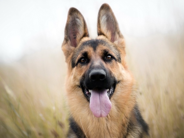 Красивая немецкая овчарка с высунутым языком