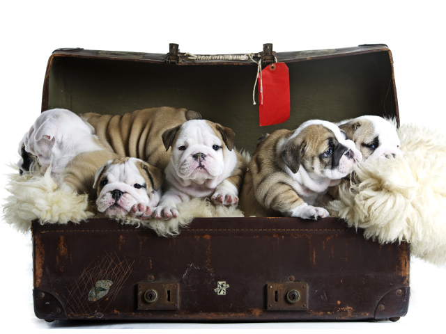 Большой старый чемодан со щенками английского бульдога