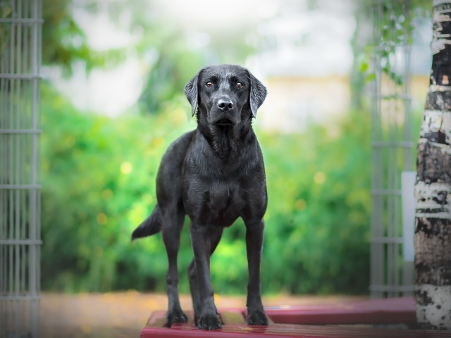 Большой грустный черный лабрадор