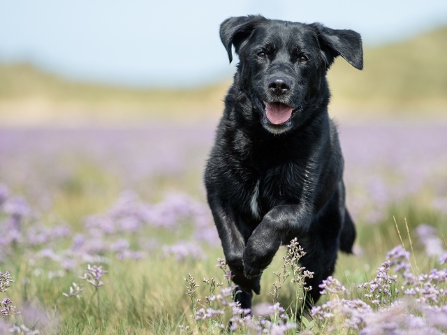 Черный лабрадор бежит по полевым цветам