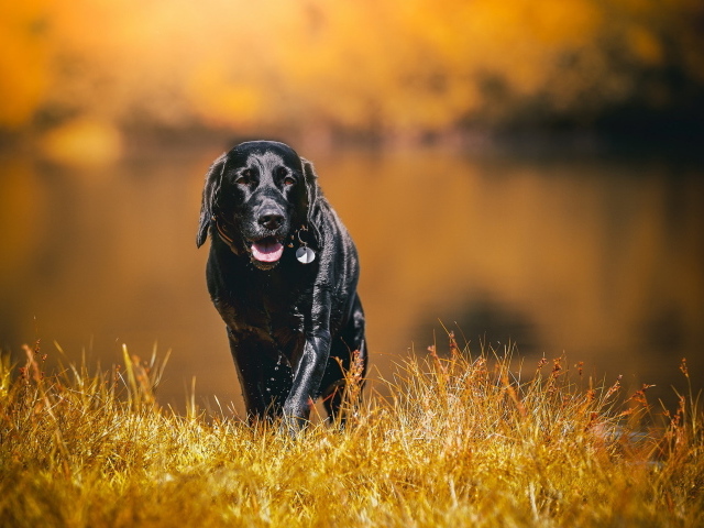 Черный мокрый лабрадор на сухой траве 
