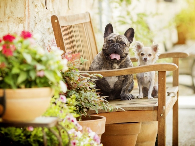 Бульдог и чихуахуа сидят на деревянном стуле