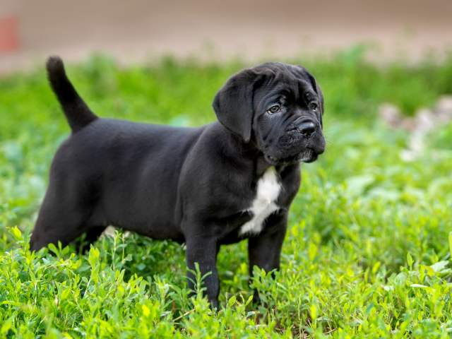 Милый черный щенок Кане корсо стоит на зеленой траве