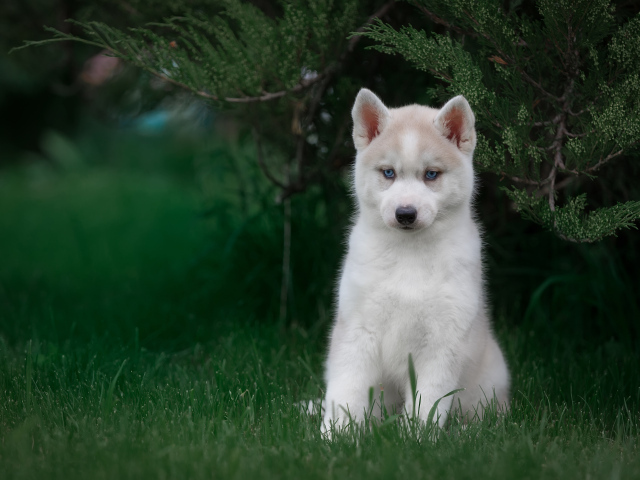 Милый голубоглазый щенок хаски в зеленой траве 